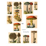Mushrooms 626
